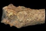 Long Triassic Petrified Wood (Woodworthia) Log - Zimbabwe #143935-3